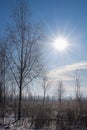 Winter snowy landscape. White birch trees covered in hoarfrost against a clear blue sky backlit by the bright sun Royalty Free Stock Photo