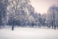 Winter snowy park landscape trees covered snow in soft blue purple colors Royalty Free Stock Photo