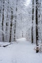 Winter snowy path trail through the woods Royalty Free Stock Photo