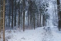 Winter snowy path trail through the woods white forest Royalty Free Stock Photo