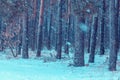 Winter snowy pine fores at snowfall