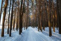 Winter snowy road between pine trees Royalty Free Stock Photo