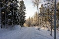 Winter Snowy road in woods. Path or trail in the park. The forest trees pines and spruces all around. Royalty Free Stock Photo