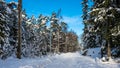Winter Snowy road in woods. Path or trail in the park. The forest trees pines and spruces all around. The bench for people rest Royalty Free Stock Photo