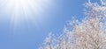 Winter snowy tree, blue sky with sun Royalty Free Stock Photo