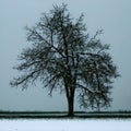 winter snowy tree in field. AI generated Royalty Free Stock Photo