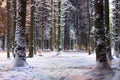 Winter snowy trees in forest park at night. Lights in winter park. Amazing nature landscape in city park with trees covered by Royalty Free Stock Photo