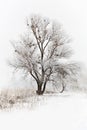 Winter snowy trees