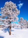 Winter SnowyTrees Angel In The Clouds Royalty Free Stock Photo