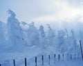 Winter Soldiers in Zao Royalty Free Stock Photo