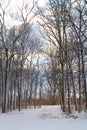 Winter Solitude in Fort Wayne, Indiana - Snow Covered Forest at Dawn Royalty Free Stock Photo