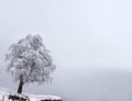 Winter Solitude tree Royalty Free Stock Photo
