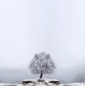 Winter Solitude tree