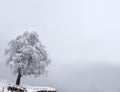 Winter Solitude tree