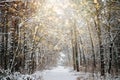 Winter solstice in snowy forest or park natural scene. Hibernal solstice. Sparkling snow in the snowy forest and low sun Royalty Free Stock Photo