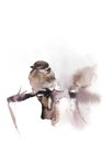 Sparrow, bird sitting on a branch, watercolor illustration isolated on white