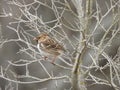 A Winter Sparrow On A Small Tree Limb