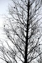 Sparrows resting on a fir tree pole