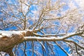 Winter species of snow-covered tree branches against a blue clear frosty sky. Royalty Free Stock Photo