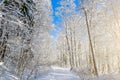 Winter species of snow-covered tree branches against a blue clear frosty sky. Royalty Free Stock Photo