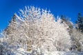 Winter species of snow-covered tree branches against a blue clear frosty sky. Royalty Free Stock Photo