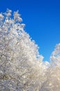 Winter species of snow-covered tree branches against a blue clear frosty sky. Royalty Free Stock Photo