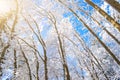 Winter species of snow-covered tree branches against a blue clear frosty sky. Royalty Free Stock Photo