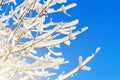 Winter species of snow-covered tree branches against a blue clear frosty sky. Royalty Free Stock Photo