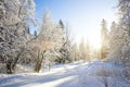 Winter species of snow-covered tree branches against a blue clear frosty sky. Royalty Free Stock Photo