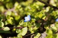 Winter speedwell Veronica persica