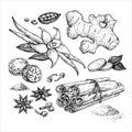 Winter spice vector drawing. Flavoring seeds and herbs for christmas food and drinks. Royalty Free Stock Photo