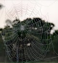 Winter spider web cutes photo ever