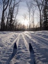 Winter sport X-country skis in sunny forest tracks