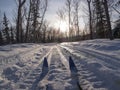 Winter sport X-country skis in sunny forest tracks