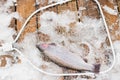 Winter, spring fishing on paid snow covered ice pond, lake in country club. Catching fish with spinner,bait, net.Fisherman with Royalty Free Stock Photo