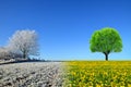 Winter and spring landscape with blue sky. Royalty Free Stock Photo