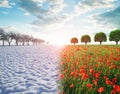 Winter and spring landscape. Snowy countryside and blooming red poppy field with sunset sky.