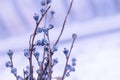 Winter or spring nature background with frozen violet flowers. white blur background.beautiful nature concept idea Royalty Free Stock Photo