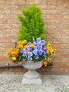 Winter and spring pansies and evergreen shrub in c