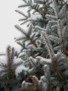 Winter spruce Royalty Free Stock Photo