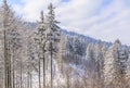 Winter spruce and beech forest in the Silesian Beskids, Poland