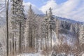 Winter spruce and beech forest in the Silesian Beskids, Poland