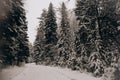 Winter spruce forest. snowy road with twists and turns. horizontal photo. screen saver