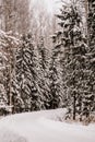 Winter spruce forest. snowy road with twists and turns. Vertical photo. screen saver for your phone