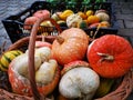Winter squash patterns colored in orange, yellow and white