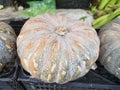 Winter squash which has a hard rind and firm flesh and can be stored for a long times