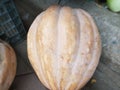 Winter squash which has a hard rind and firm flesh and can be stored for a long time