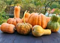 Winter squashes and pumpkins Cucurbita moschata