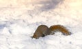 Winter squirrel Royalty Free Stock Photo