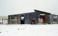 Winter Stable and Horses Royalty Free Stock Photo